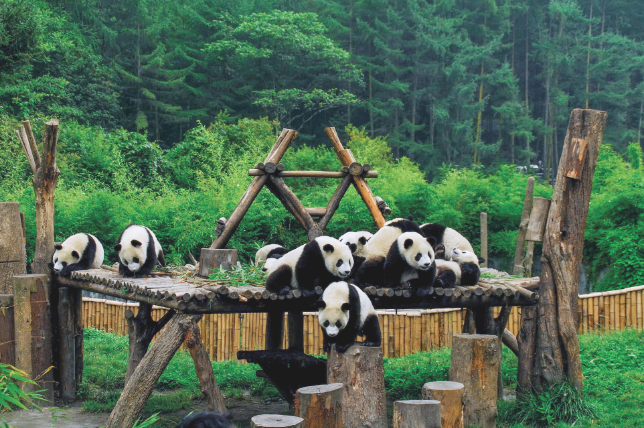 Wolong Panda Base